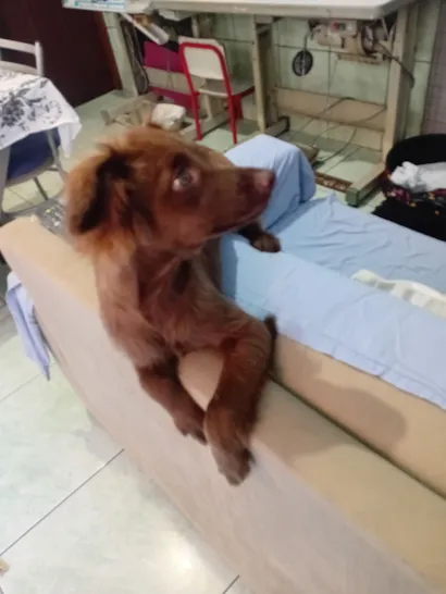 Cachorro raça SRD-ViraLata idade 2 a 6 meses nome chocolate