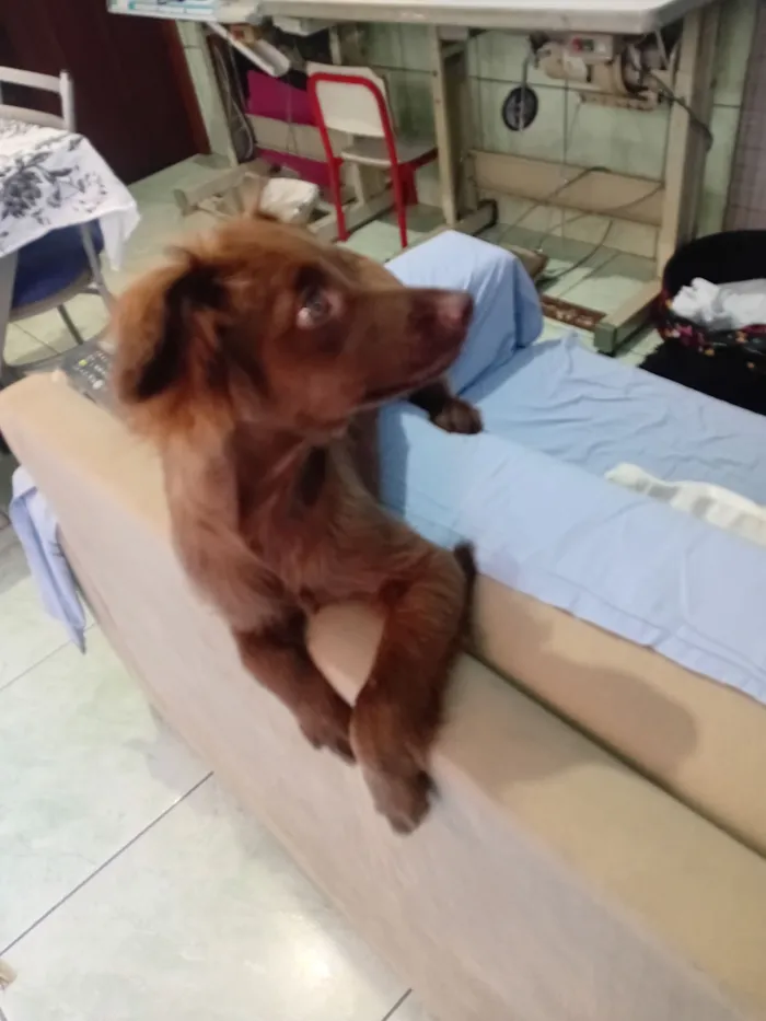 Cachorro raça SRD-ViraLata idade 2 a 6 meses nome chocolate