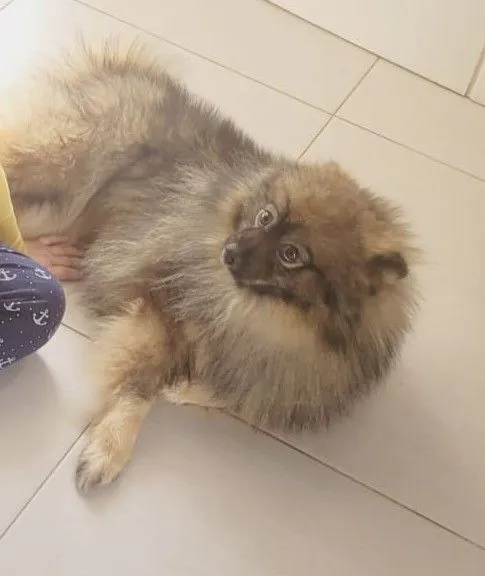 Cachorro raça Lhasa Apso idade 1 ano nome Bingo