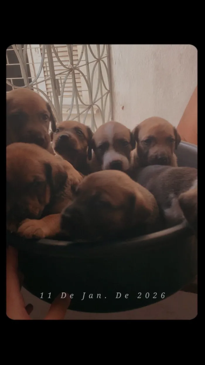 Cachorro raça SRD-ViraLata idade 2 a 6 meses nome Frida é seus 7 filhotes 
