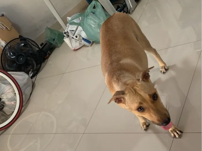 Cachorro raça SRD-ViraLata idade 2 a 6 meses nome Frida é seus 7 filhotes 