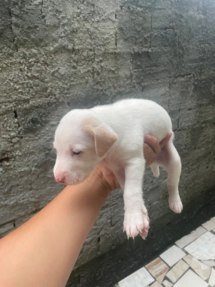 Cachorro raça SRD-ViraLata idade Abaixo de 2 meses nome Sem nome