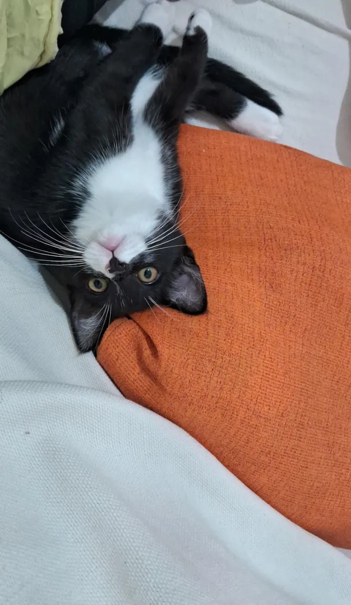 Gato raça SRD-ViraLata idade 2 a 6 meses nome Lina