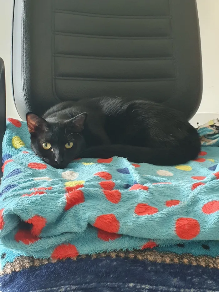 Gato raça SRD-ViraLata idade 1 ano nome Zoe