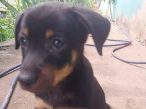 Cachorro raça SRD-ViraLata idade Abaixo de 2 meses nome Lila
