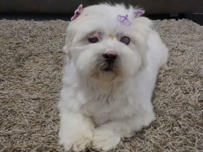 Cachorro raça Lhasa Apso idade 6 ou mais anos nome Mel