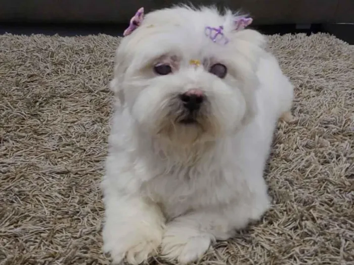 Cachorro raça Lhasa Apso idade 6 ou mais anos nome Mel