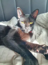 Gato raça SRD-ViraLata idade 1 ano nome zoe