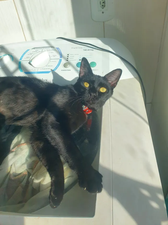 Gato raça SRD-ViraLata idade 1 ano nome zoe