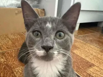 Gato raça SRD-ViraLata idade 2 a 6 meses nome HARU