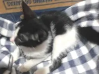 Gato raça SRD-ViraLata idade 2 a 6 meses nome Chanel