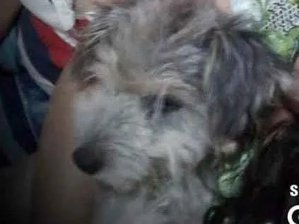 Cachorro raça SRD-ViraLata idade 4 anos nome Nino