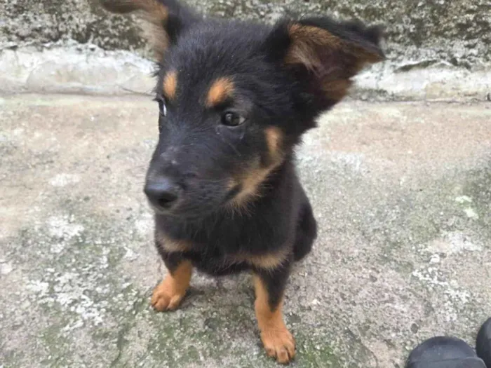 Cachorro raça SRD-ViraLata idade 2 a 6 meses nome Filhote 