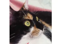 Gato raça SRD-ViraLata idade 1 ano nome Kiara