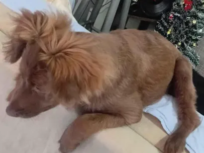 Cachorro raça SRD-ViraLata idade 2 a 6 meses nome chocolate