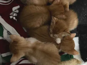 Gato raça SRD-ViraLata idade Abaixo de 2 meses nome Sem nome