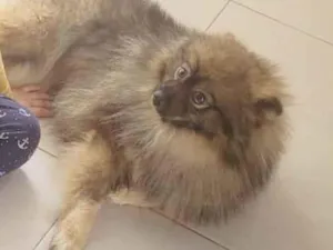 Cachorro raça Lhasa Apso idade 1 ano nome Bingo