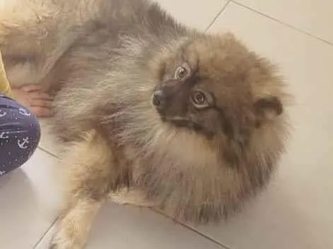 Cachorro raça Lhasa Apso idade 1 ano nome Bingo