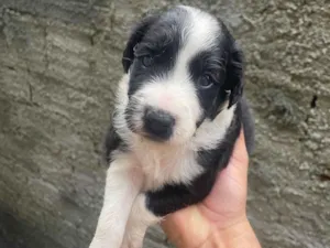Cachorro raça SRD-ViraLata idade Abaixo de 2 meses nome Sem nome