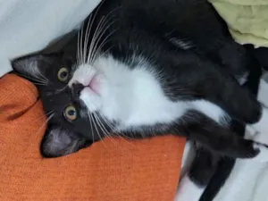 Gato raça SRD-ViraLata idade 2 a 6 meses nome Lina