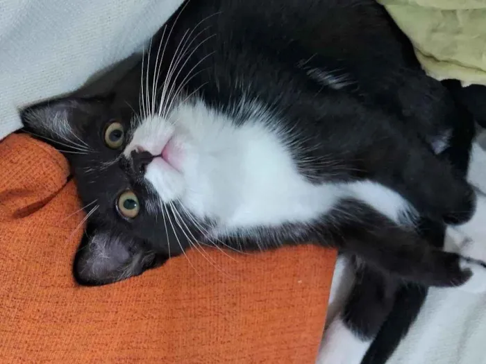 Gato raça SRD-ViraLata idade 2 a 6 meses nome Lina