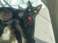 Gato raça SRD-ViraLata idade 1 ano nome Zoe