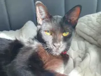 Gato raça SRD-ViraLata idade 1 ano nome zoe