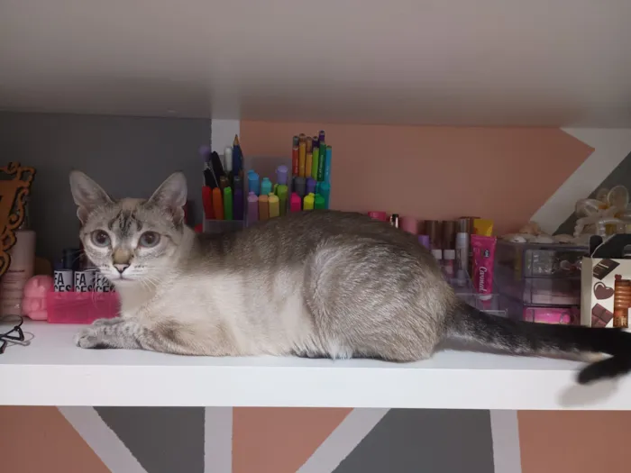 Gato raça SRD-ViraLata idade 2 anos nome Bellatrix 