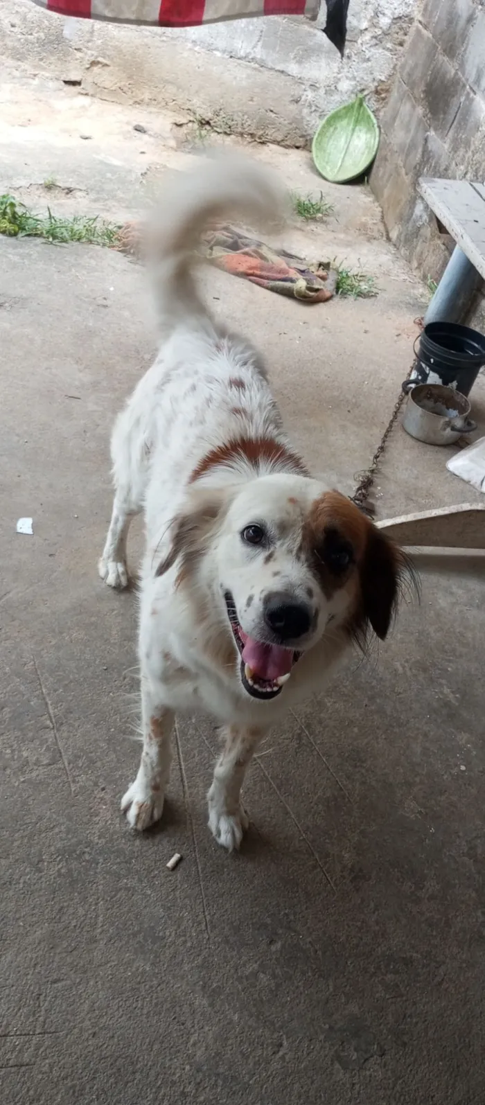 Cachorro raça SRD-ViraLata idade 6 ou mais anos nome Fred