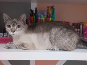 Gato raça SRD-ViraLata idade 2 anos nome Bellatrix 