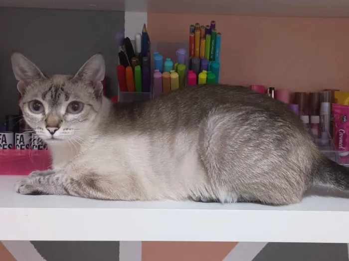 Gato raça SRD-ViraLata idade 2 anos nome Bellatrix 