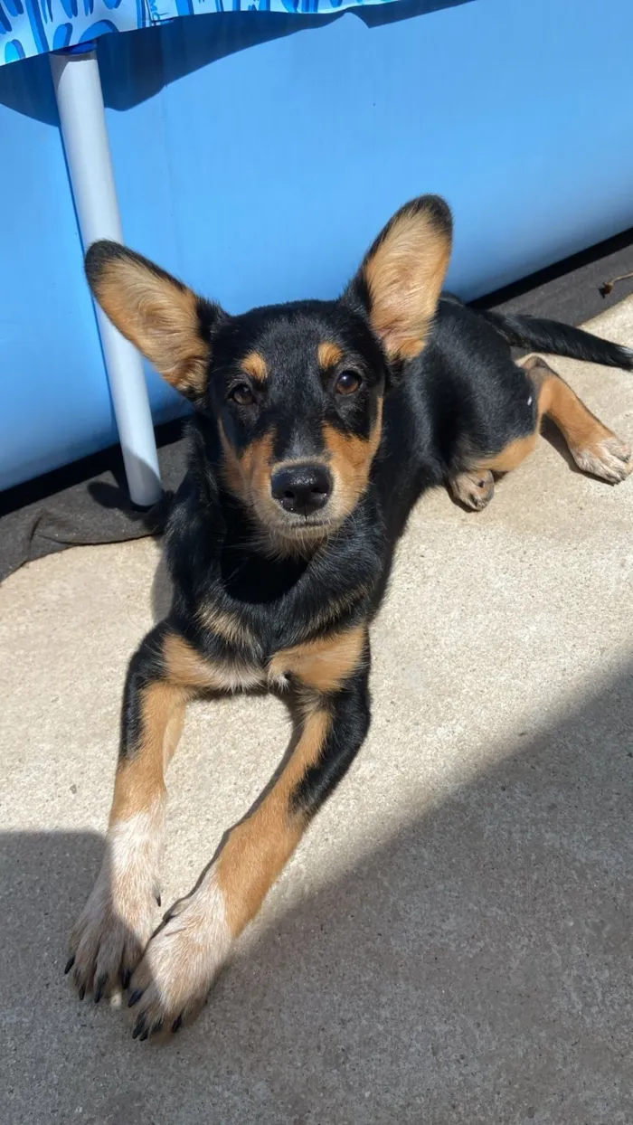 Cachorro raça SRD-ViraLata idade 2 a 6 meses nome Mika