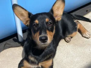 Cachorro raça SRD-ViraLata idade 2 a 6 meses nome Mika