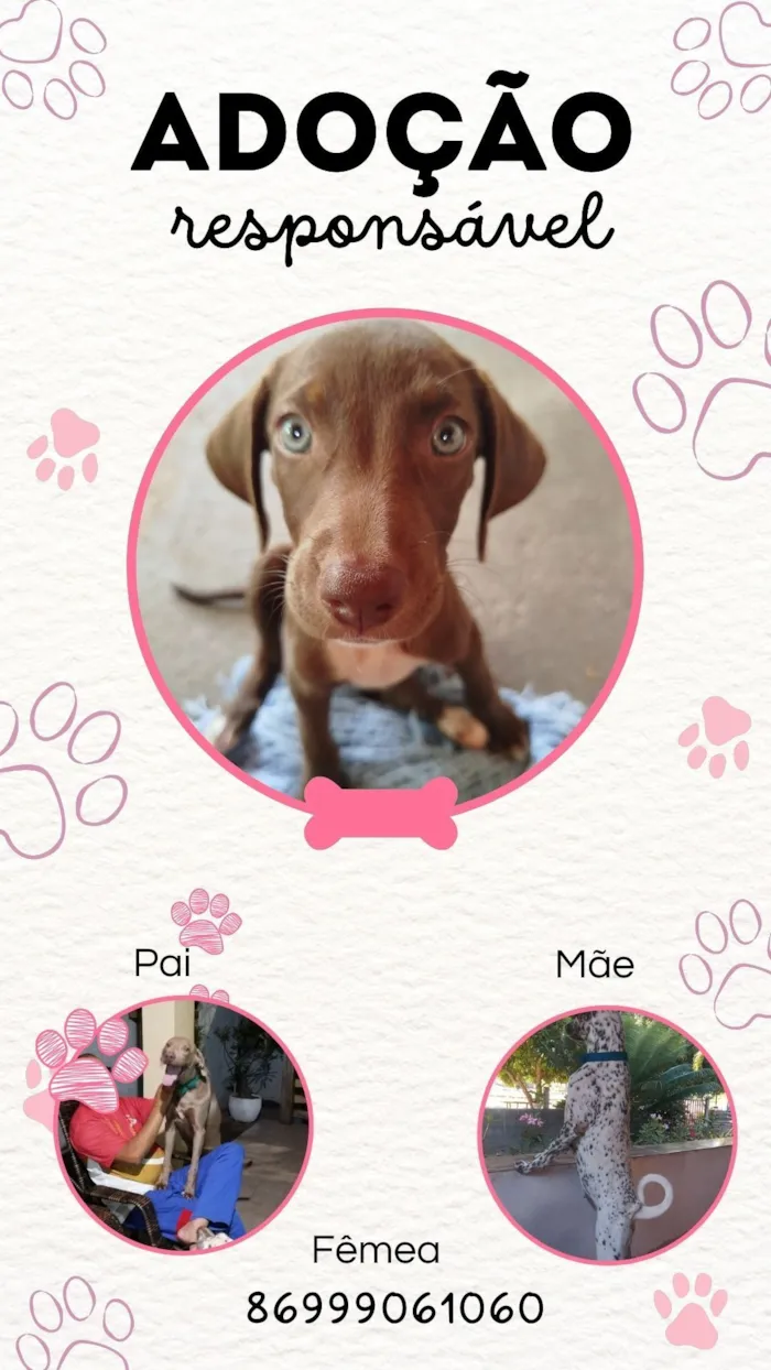 Cachorro raça Dálmata idade Abaixo de 2 meses nome Lana 