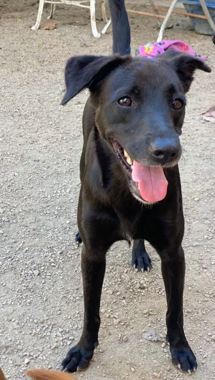 Cachorro raça SRD-ViraLata idade 3 anos nome Laila