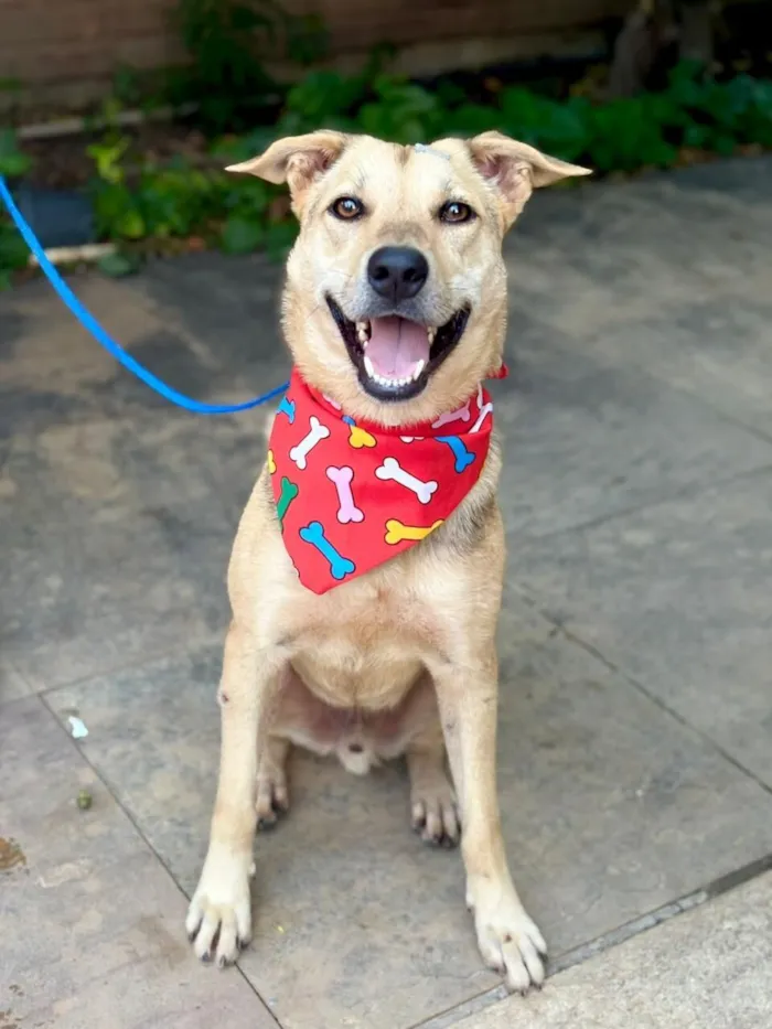 Cachorro raça SRD-ViraLata idade 2 anos nome Tito