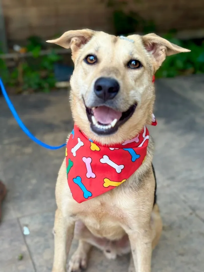 Cachorro raça SRD-ViraLata idade 2 anos nome Tito