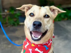 Cachorro raça SRD-ViraLata idade 2 anos nome Tito