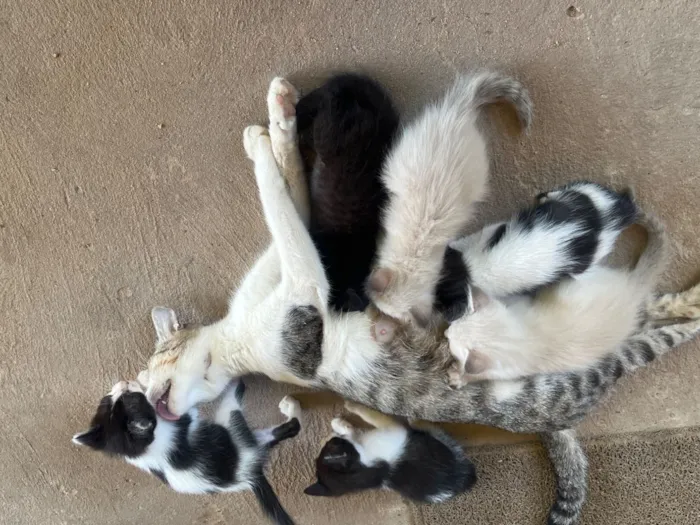 Gato raça SRD-ViraLata idade Abaixo de 2 meses nome Gatos para doar 