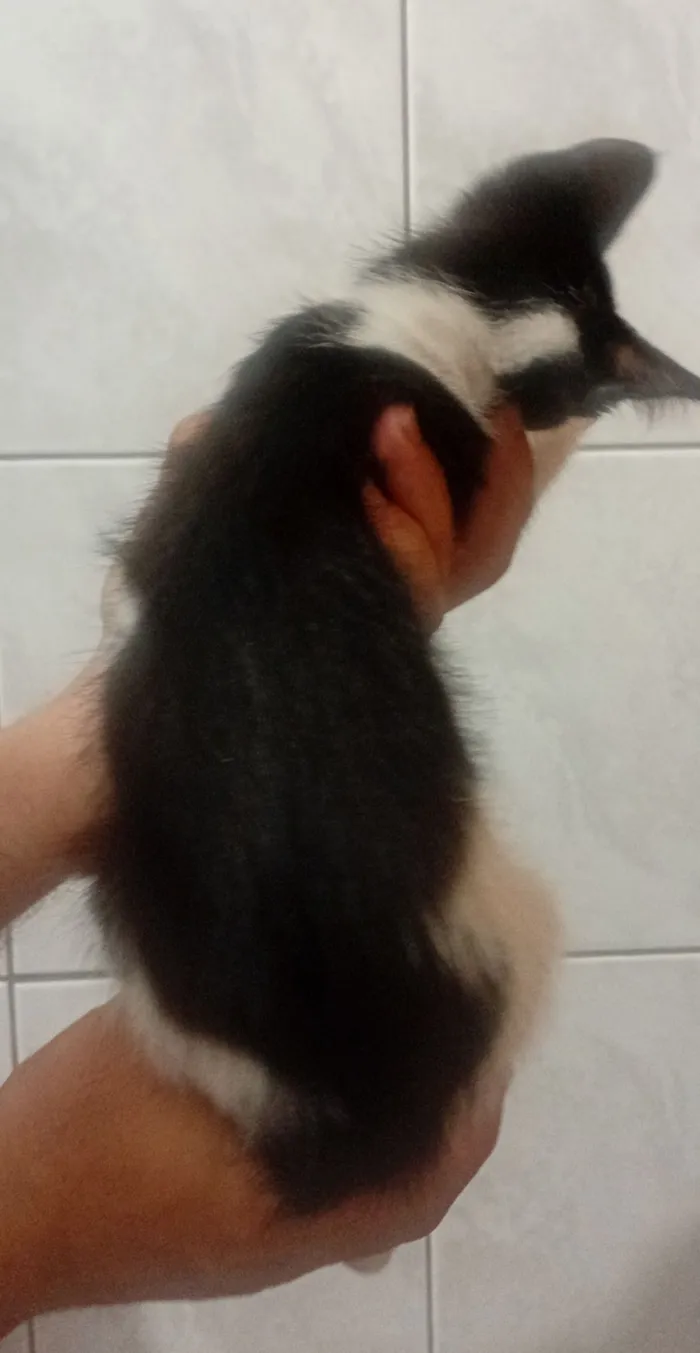 Gato raça SRD-ViraLata idade 2 a 6 meses nome Chanel