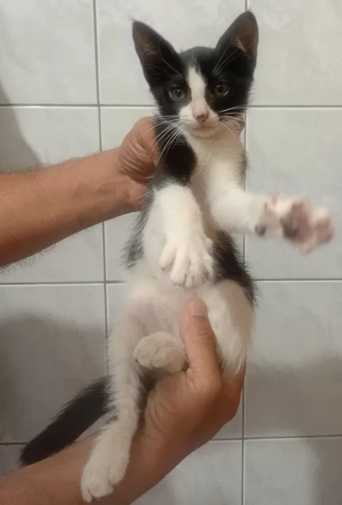 Gato raça SRD-ViraLata idade 2 a 6 meses nome Chanel