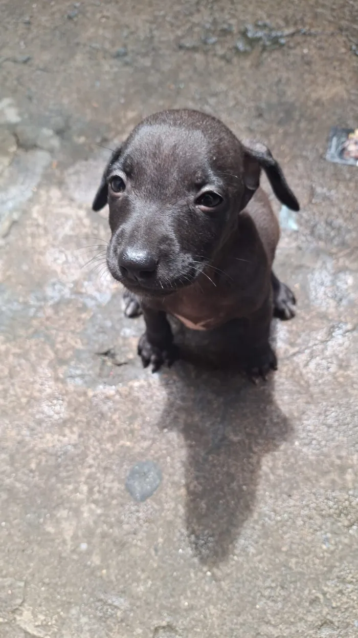 Cachorro raça SRD-ViraLata idade 2 a 6 meses nome Pandora 