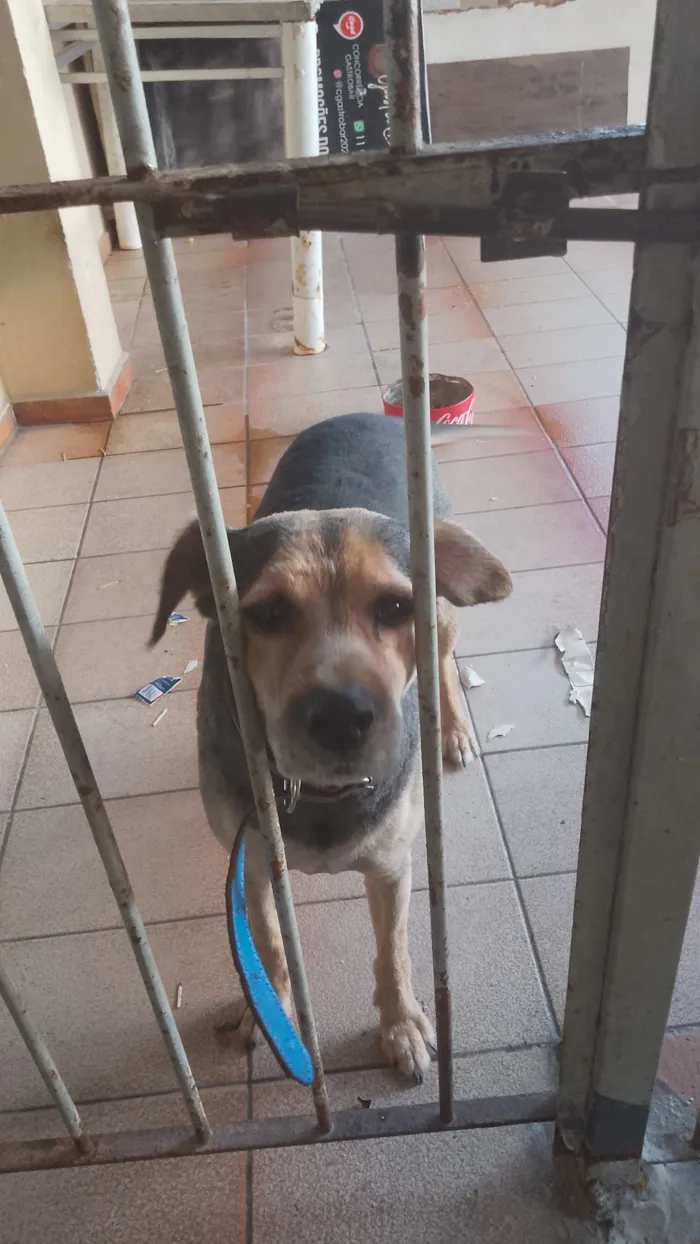 Cachorro raça SRD-ViraLata idade 4 anos nome Paçoca 