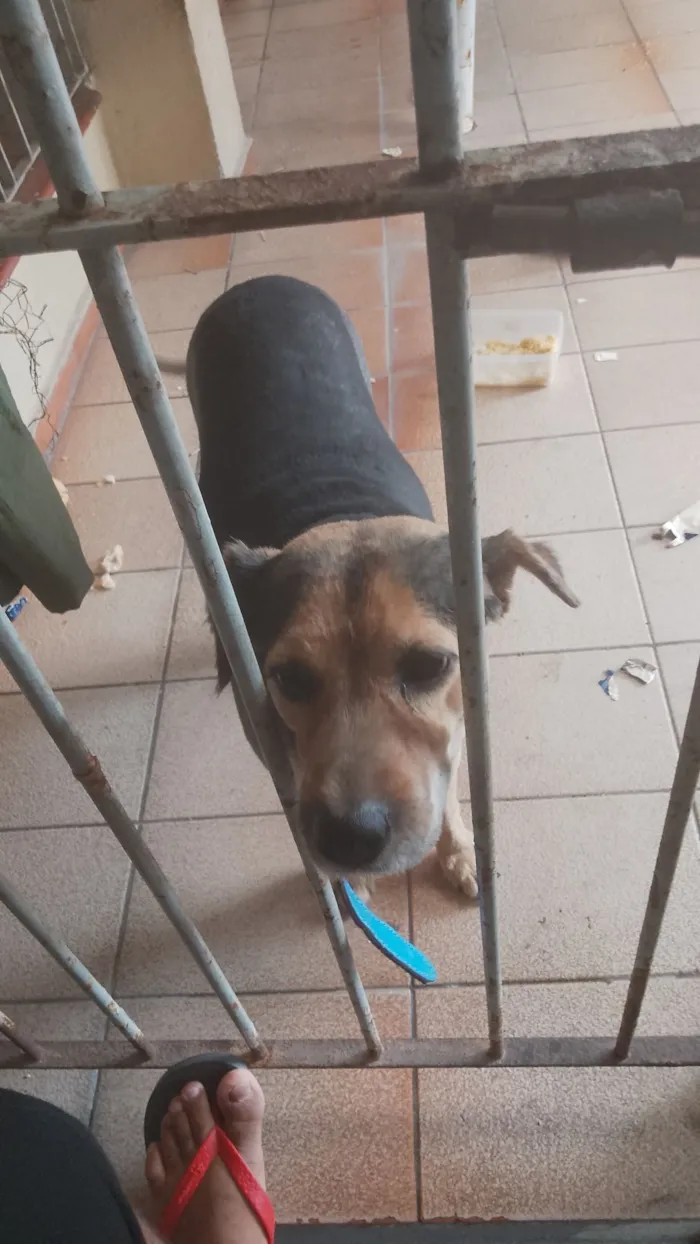 Cachorro raça SRD-ViraLata idade 4 anos nome Paçoca 