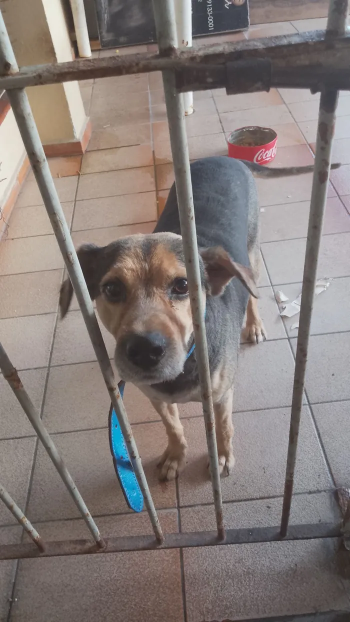 Cachorro raça SRD-ViraLata idade 4 anos nome Paçoca 