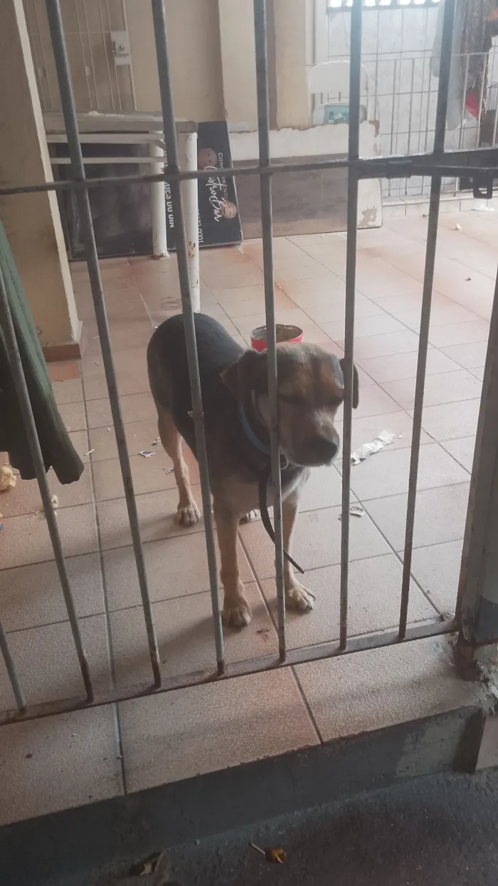Cachorro raça SRD-ViraLata idade 4 anos nome Paçoca 