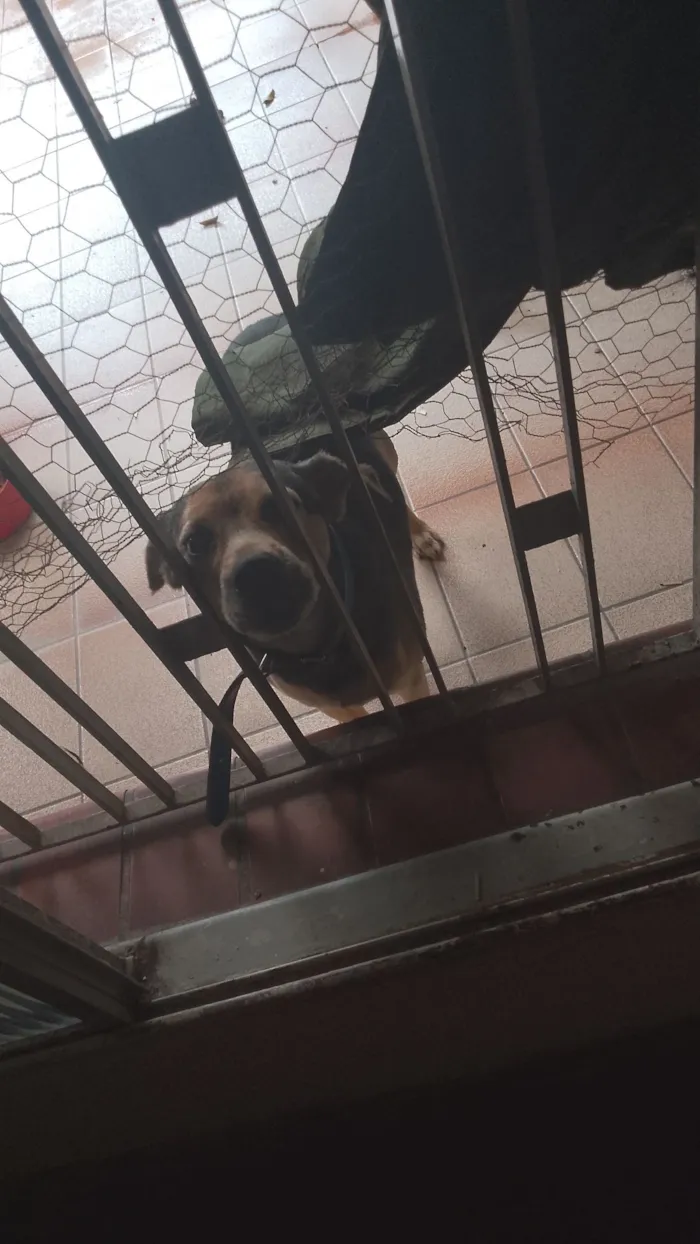 Cachorro raça SRD-ViraLata idade 4 anos nome Paçoca 