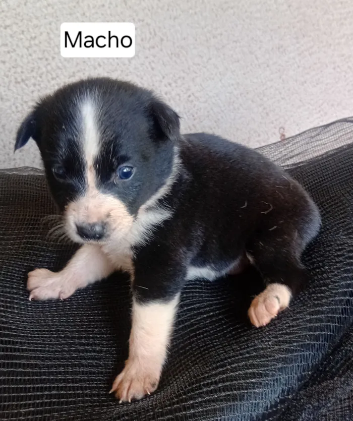 Cachorro raça SRD-ViraLata idade 2 a 6 meses nome Filhote