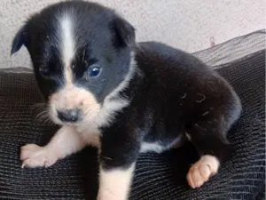 Cachorro raça SRD-ViraLata idade 2 a 6 meses nome Filhote