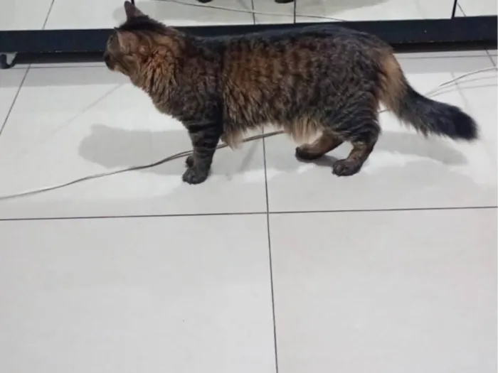 Gato raça SRD-ViraLata idade 1 ano nome Drakko